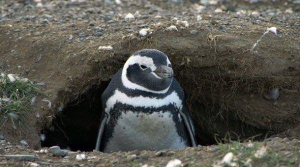 pinguino-en-isla-magdalena-1