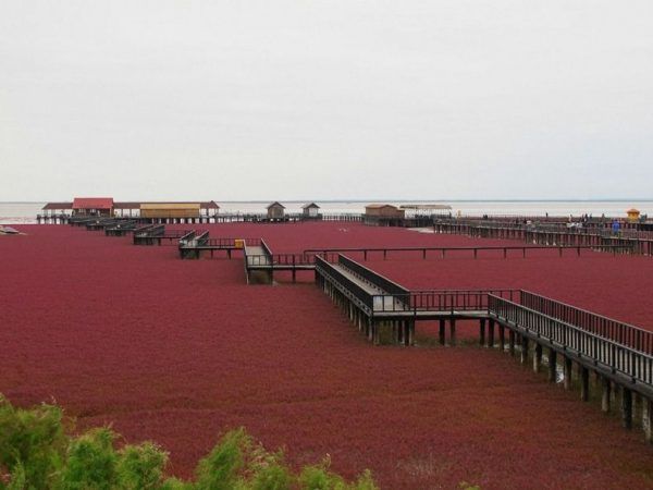 La Impresionante Playa Roja en China 02