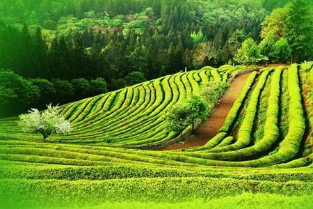 Los Increíbles Campos de té en China